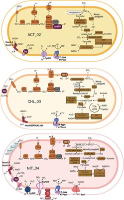 Novel Microorganisms Contribute to Biosulfidogenesis in the Deep Layer of an Acidic Pit Lake